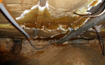 Comment reconnaître et combattre la mérule ?