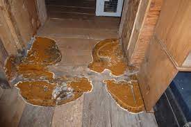 traitement bois mérule